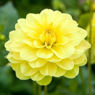 รักเร่ Dahlia สายพันธุ์ Glory of Heemstede นำเข้าจากเนเธอร์แลน หัวสดใหม่ 1 หัว/ออเดอร์