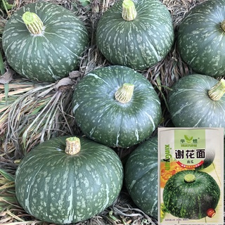 เมล็ดฟักทองญี่ปุ่นผิวเขียว 20 / 30 เมล็ด  Japanese Pumpkin สายพันธุ์ OP ***ศึกษาวิธีเพาะได้ในรายละเอียดสินค้า***