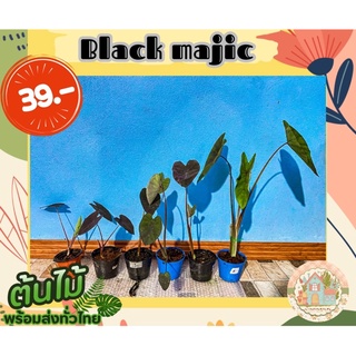 แบล็คเมจิก 🔮Colocasia Black Majic 🌱 สั่งขั้นต่ำ 3 ต้นขึ้นไป คละชนิดได้จ้า