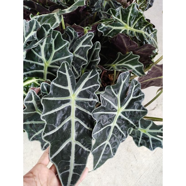 อโลคาเซีย แก้วสารพัดนึก ตัวผู้ แก้วหน้าม้า Alocasia Polly