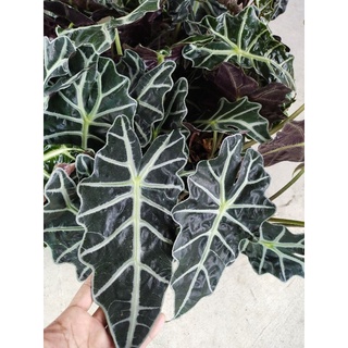 แก้วสารพัดนึก ตัวผู้ แก้วหน้าม้า Alocasia Polly