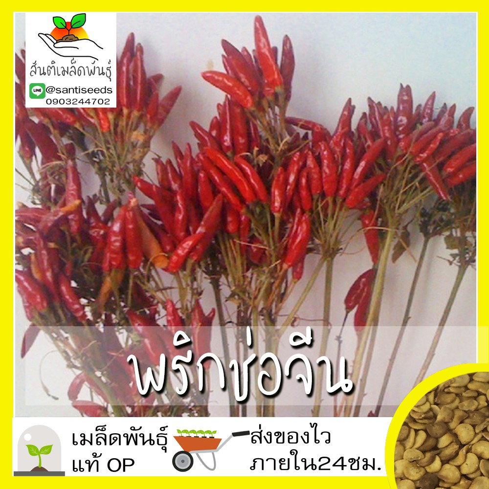 เมล็ดพันธุ์ พริกช่อจีน 200 เมล็ด Thee Cherry Pepper Seed เมล็ดพันธุ์แท้ 100% นำเข้าจากต่างประเทศ ปลูกผัก สวนครัว ราคาถูก