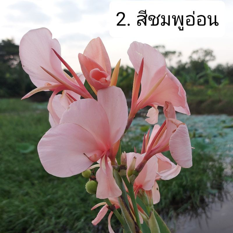 พุทธรักษา 💮สีชมพูอ่อน💮 (ส่งต้นสูง 20-30 ซม) *สั่งขั้นต่ำ3ต้น คละได้ทั้งร้าน*