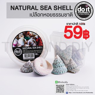 🐚✨NATURAL SEA SHELL -  เปลือกหอยธรรมชาติ 07 ✨🐚