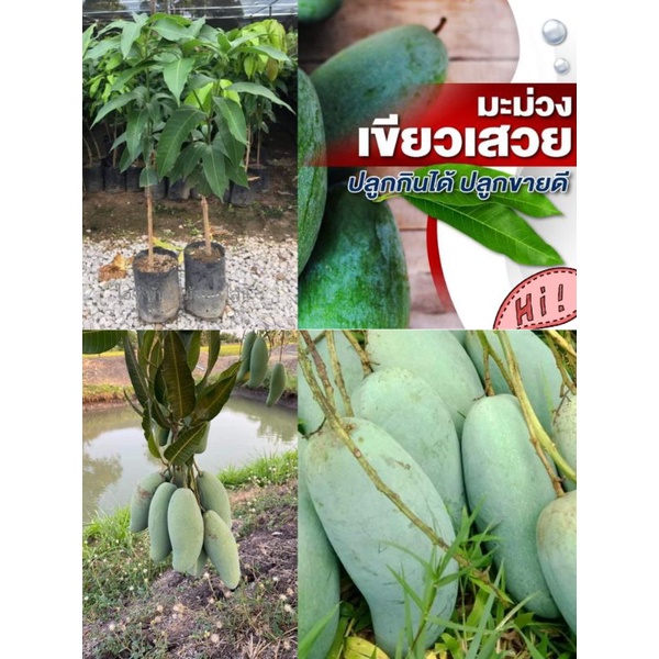 💥ต้นมะม่วงเบาใต้ (แบบเสียบยอด) สายพันธุ์แท้💯% สูง.60-70ซม.💥