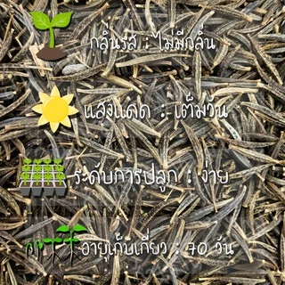 เมล็ดพันธุ์ ดาวกระจาย ซีเชล ดอกคอสมอส 100 เมล็ด Cosmos Sea Shells seed เมล็ดพันธุ์แท้ นำเข้าจากต่างประเทศ ดอกไม้ สวนครัว