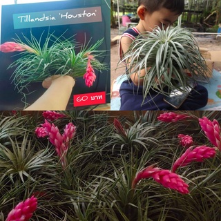 Tillandsia Houstonฮูสตั้นใหญ่L