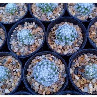 แคคตัส​ แมมลูกกอล์ฟ Mammillaria Humboldtii 🌸 Cactus แคคตัส กระบองเพชร