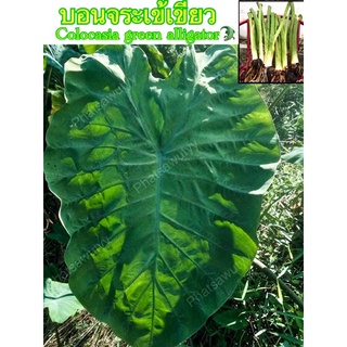 บอนหนังจระเข้เขียวColocasia green alligator ของแท้หายาก