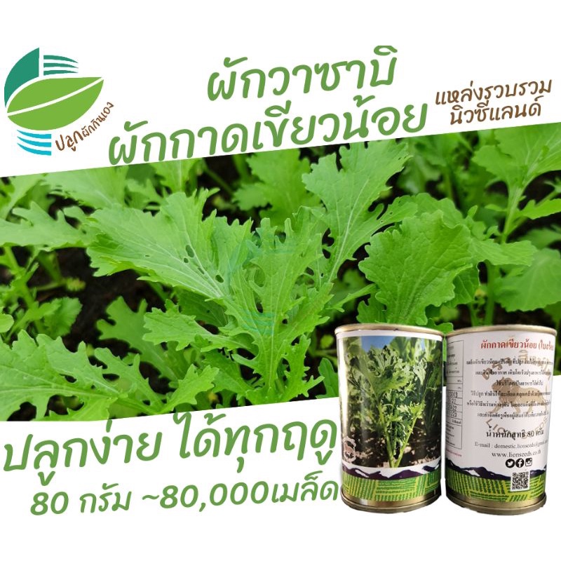 ผักกาด เขียวน้อย ผักกาดหิ่น ผักวาซาบิ (Mustrad Green)​ 80,000 เมล็ด 80กรัม #ลาบ #วาซาบิ #เขียวน้อย #ผักกาดสร้อย
