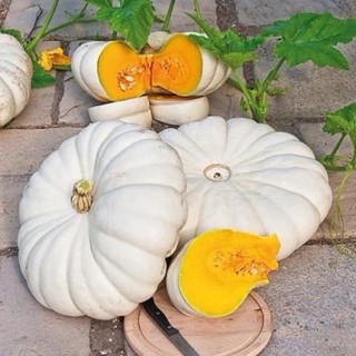 เมล็ดพันธุ์ ฟักทอง โบเออร์ฟอร์ด (Flat White Boer Ford Pumpkin Seed) บรรจุ 2 เมล็ด