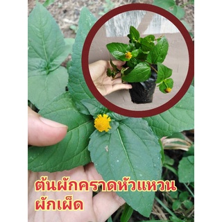 ต้นผักเผ็ด/ต้นผักคราดหัวแหวน35บาท