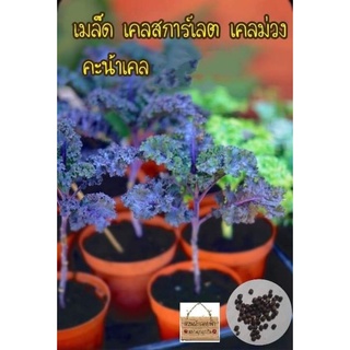 เมล็ดพันธุ์ คะน้าเคล สการ์เล็ต สีม่วง  Kale Scarlet เมล็ดพันธุ์แท้นำเข้า