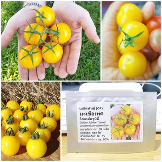 เมล็ดพันธุ์ มะเขือเทศ โกลเด้นจูบิลี่ (Golden Jubilee Tomato Seed) บรรจุ 30 เมล็ด คุณภาพดี ของแท้ 100%