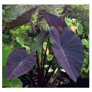 Colocasia Black Magic หรือ ในกระถาง 6-8 นิ้ว แตกใบแล้ว บอนดำ เสน่ห์ใบดำที่ใครเห็นก็หลงใหล บอนขนาดใหญ่