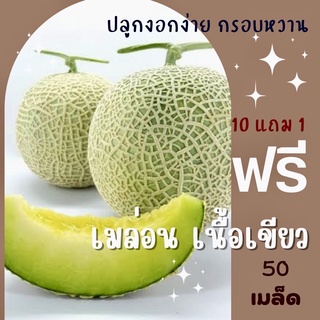 [แจกโค้ด] เมล็ดพันธุ์ เมล่อนเนื้อเขียว 50 เมล็ด เมล่อนเขียว เมล่อน ✅ราคาถูก🪴ปลูกง่าย ปลูกไว้ทานกินเอง🔥ซื้อ10แถม1 คละได้🔥