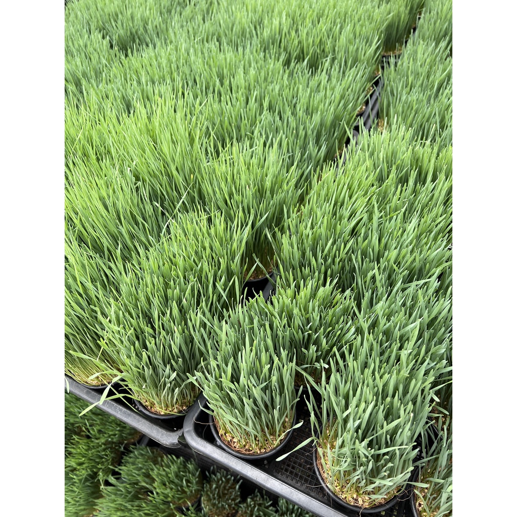 มุมมอง 2