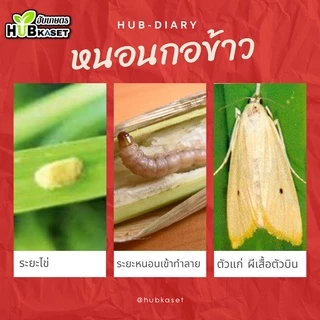 💥💥 สินค้ายกลัง 💥💥 นูดิโลทริน2.5 1ลิตร*12ขวด (แลมป์ดา-ไซฮาโลทริน) ป้องกันกำจัดหนอน เพลี้ย แมลงตัวบิน สัมผัสตาย กินตาย