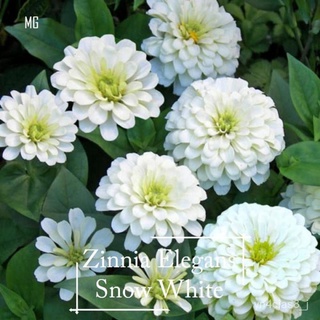 （อัตราการปลูกสูง）Snow White Cut Flower Zinnia Seeds 100 Seeds *Pot Friendly* ต้นไม้มงคล  เมล็ดดอกไม้ ไม้ประดับ เมล็ดพันธ