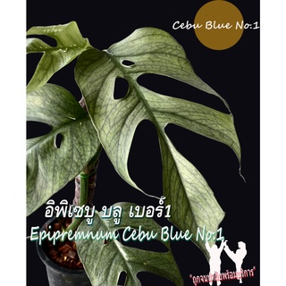 อิพิเซบู บลู เบอร์1 Epipremnum Cebu Blue No.1 ไม้สวยน่าสะสม