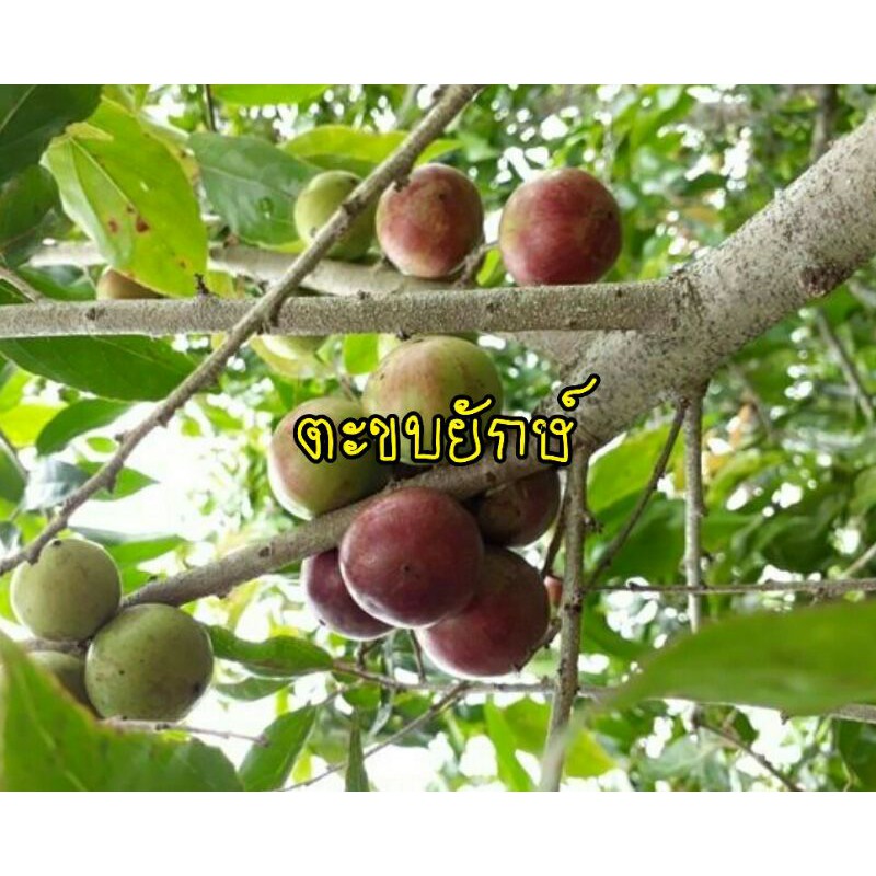 อัลบั้ม 103+ ภาพ ลูกตะขบป่า ครบถ้วน