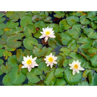 10 เมล็ด เมล็ดบัว สีขาว นำเข้า บัวนอก สายพันธุ์เมล็ดบัว Waterlily Nymphaea Seeds