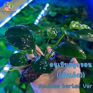 🌱อนูเบียสผูกขอน[อันเล็กS] Aunbias barteri var🌱