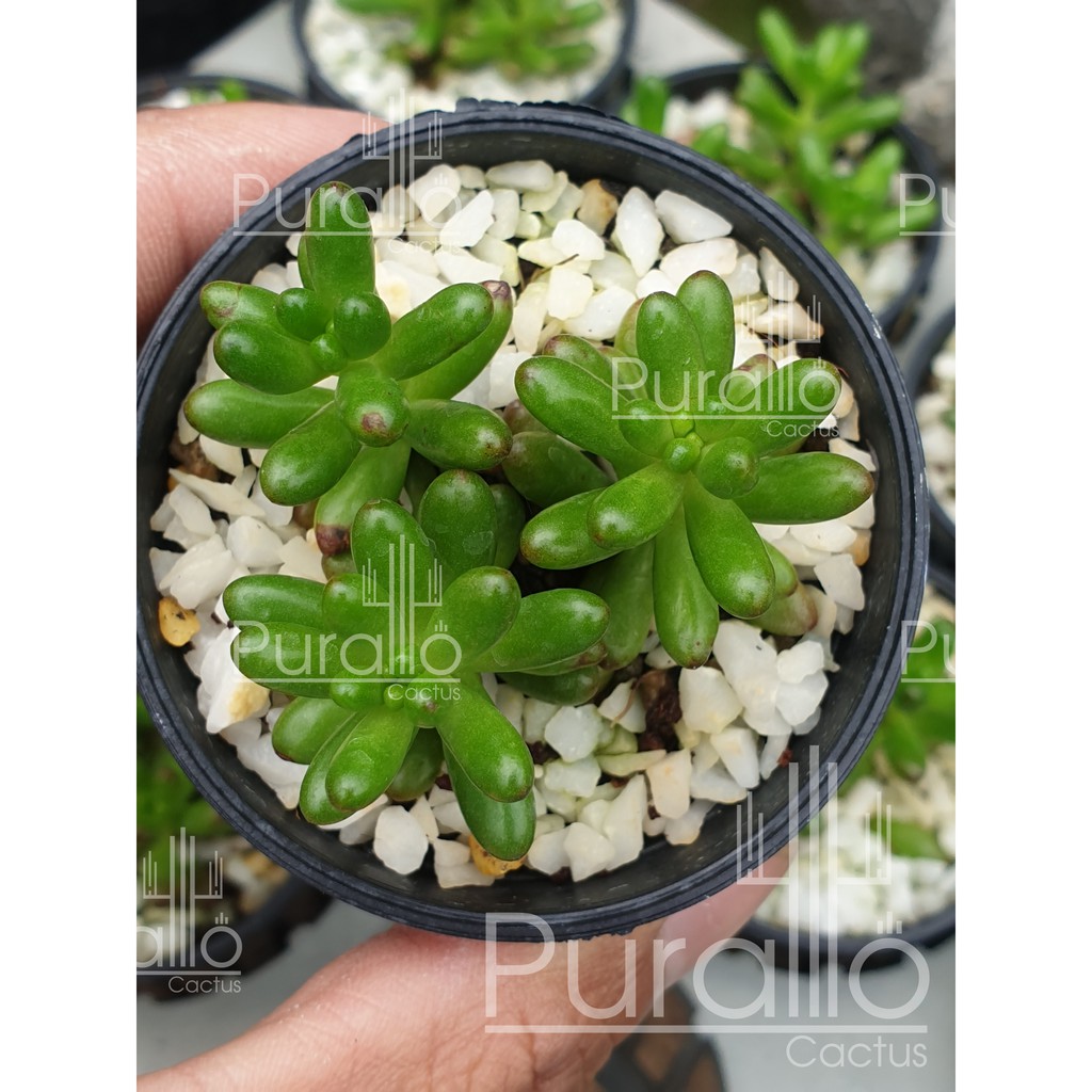 ต้นกุหลาบหิน ซีดัม รูโบรทิงตัม ออโรรา Sedum x rubrotinctum Aurora #succullents #กุหลาบหิน