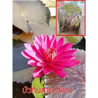 บัวกินสาย สีแดง ส่งเป็นต้นแบบล้างราก ราคาต้นละ 70 บาท