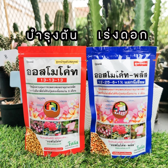 ปุ๋ยออสโมโค้ท สูตรบำรุงต้น (13-13-13) และสูตรเร่งดอก (12-25-6+1) ปุ๋ยละลายช้าออสโมโค้ท