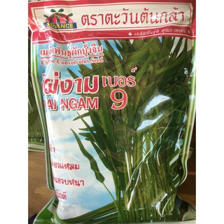 เมล็ดพันธุ์ผัก เมล็ดผักบุ้งจีน ไผ่งาม เบอร์9