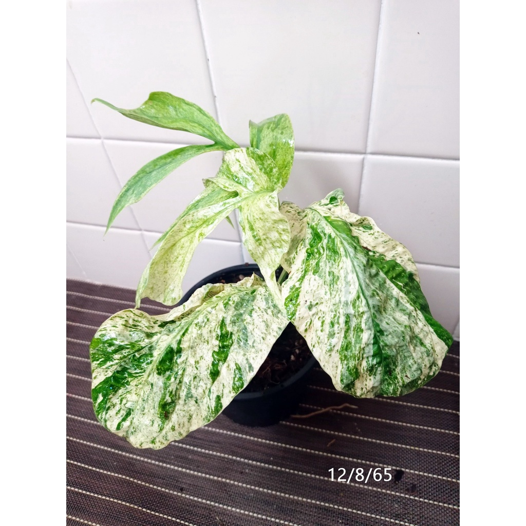 อะมีเดียม มีเดียม ด่าง Amydrium Medium Variegated