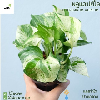 พลูแอปเปิ้ล  ต้นไม้มงคล ไม้ฟอกอากาศ ต้นใหญ่ใบใหญ่ Epipremnum aureum (Linden &amp; André) ส่งพร้อมกระถาง 4 นิ้ว