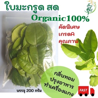 ใบมะกรูดสด Organic100% 200กรัม 400 ใบ+ คัดพิเศษ เกรดA คุณภาพ สะอาด ธรรมชาติ เก็บสด ไร้สารเคมี สมุนไพร ออแกนิค เครื่องแกง