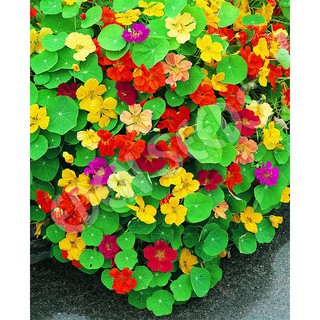 เมล็ด ดอกแนสเทอร์เที่ยม คละสี - Jewel Mixed Nasturtium