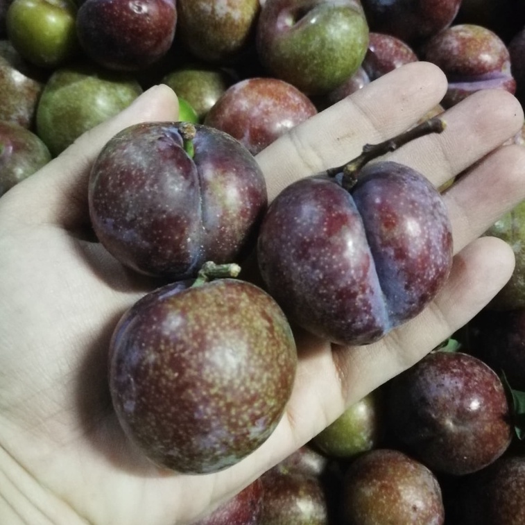 🍒 ลูก​พลัม​ ลูกไหนเนื้อแดง ปลอดสาร คละไซส์ 1 กก.ผลไม้สด จากดอยอ่างขาง เชียงใหม่