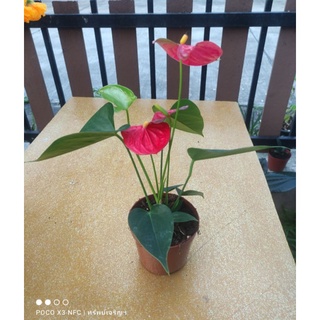 ต้นดอกหน้าวัว แดง ชมพู Anthurium andraeanum