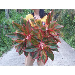 สยามออโรร่า Aglaonema sp."Siam Aurora"