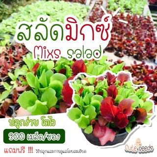 เมล็ดพันธุ์ผักสลัดมิกซ์ 300เมล็ด อัตราการงอก95% ปลูกง่าย โตไว (แถมฟรี เมล็ดผักทุกออเดอร์)