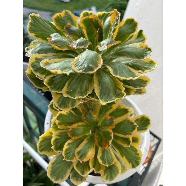 นาคราชทองอำพัน (Euphorbia Possonii Variegated)