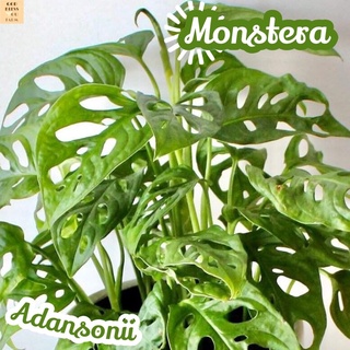 [พลูฉลุ] Monstera Adansonii ส่งพร้อมกระถาง ไม้ใบ ไม้ดอก ไม้ประดับ ไม้ด่าง ไม้สวยๆ ใบใหญ่ ไม้ฟอกอากาศ ไม้เลี้ยงในร่ม