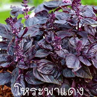 โหระพาแดง อเมริกา🎯ถูกที่สุด10บ.🎯เมล็ดพันธุ์โหระพาแดง อเมริกา 15 เมล็ด🌿ปลูกครั้งเดียวอยู่ได้เป็นปี 🍂กลิ่นหอม🍂สีสวย