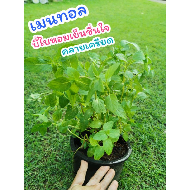 ต้นเมนทอล​ กระถาง6นิ้ว​ ต้นไม้สมุนไพร ไม้ประดับ​ สมุนไพร​  ต้นไม้ ฟอกอากาศ สวน  จัดสวน แต่งบ้าน สวนตรัว ต้นกล้า เมล็ดพืช