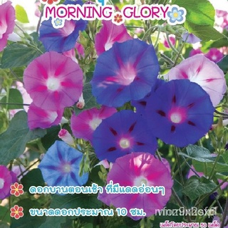 ผู้ผลิตเมล็ดพันธุ์/เมล็ดผักบุ้งฝรั่ง มอร์นิ่งกลอรี (Morning glory seeds)FlowerGrassLycopersicon/เมล็ด ซอง งอก การ NPRZ