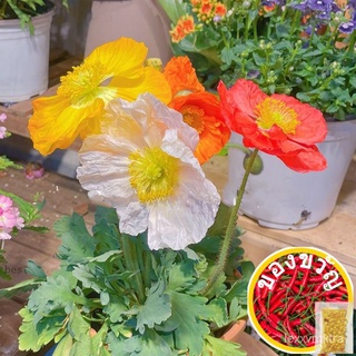 Benih Bunga Corn Poppy 100pcs Mix Colours/Flower Seed/ผสม冰岛虞美人花籽花园/男装/园艺/头饰/上衣/向日葵/通心菜/苹果/母婴/seeds/ BGU7