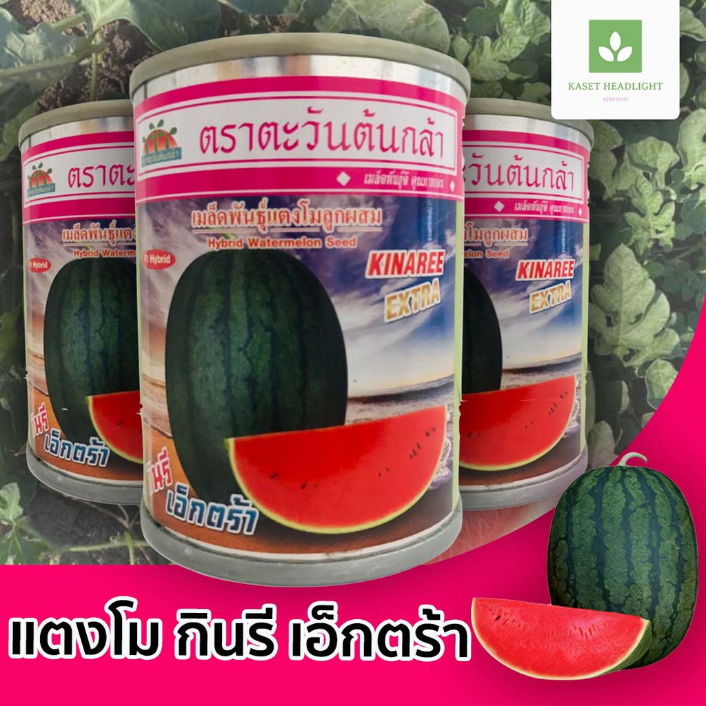 กินรี เอ็กตร้า แตงโม 40กรัม ตราตะวันต้นกล้า กินรี เอ็กซ์ตร้า extra เมล็ดแตงโม แตงโมเอ็กตร้า