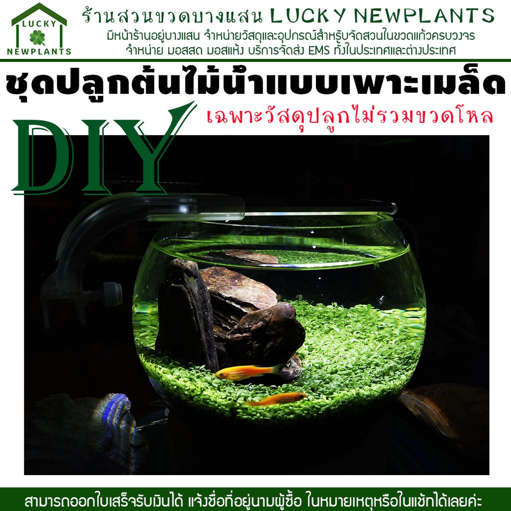ชุดปลูกไม้น้ำ DIY เพาะเมล็ดไม้น้ำ สินค้านี้เป็นชุดวัสดุปลูกไม่รวมขวดโหล