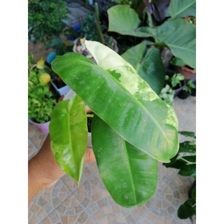 เบอร์เบิ้ลมาร์คด่าง Philodendron Burle Marx Variegated 2ยอด 3 ใบด่างยันก้านรากเดินดีมีต้นเดียว