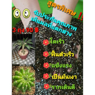 ดินปลูกแคคตัส กระบองเพชร (Cactus) ไม้อวบน้ำ (Succulents) 3 ถุง 90 บาท