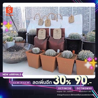 [เหลือ 73 .- ใส่โค้ด "OCTINC30"] CACTUS &gt;&gt;&gt; ดินปลูกแคคตัสผสมชาร์โคลพลัส